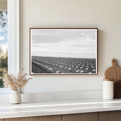 Capped Cantaloupes in Imperial Valley California 1937 - Available at KNOWOL