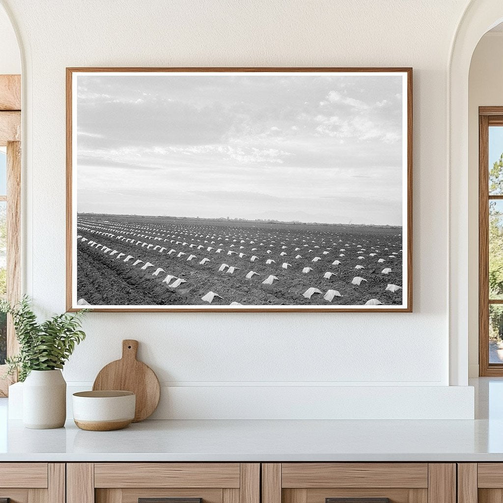 Capped Cantaloupes in Imperial Valley California 1937 - Available at KNOWOL