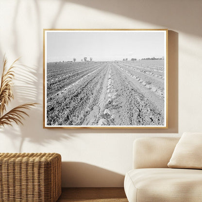 Capped Cantaloupes in Imperial Valley March 1937 - Available at KNOWOL