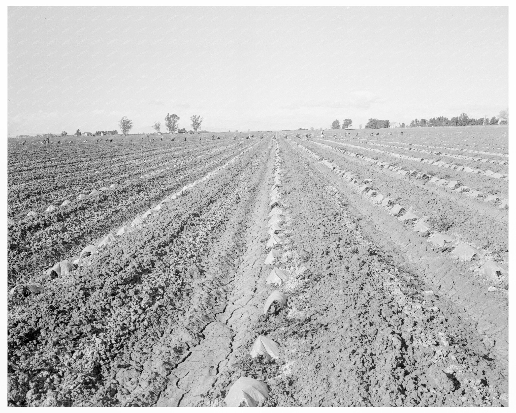 Capped Cantaloupes in Imperial Valley March 1937 - Available at KNOWOL