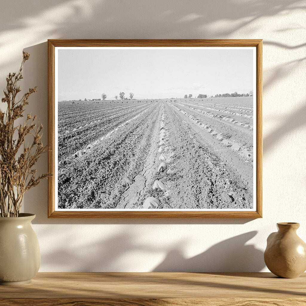 Capped Cantaloupes in Imperial Valley March 1937 - Available at KNOWOL