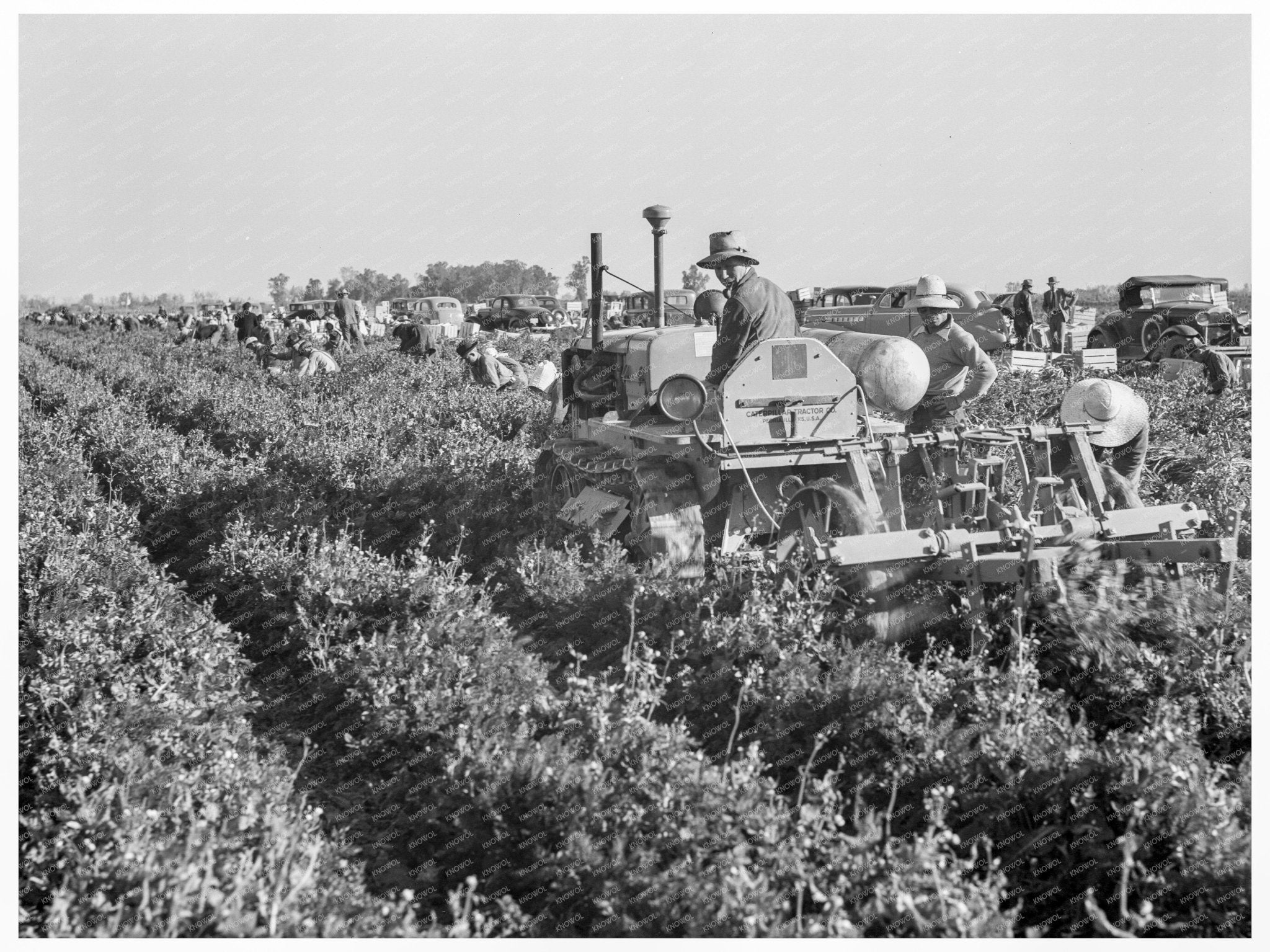 Carrot Digger in Imperial Valley California 1939 - Available at KNOWOL