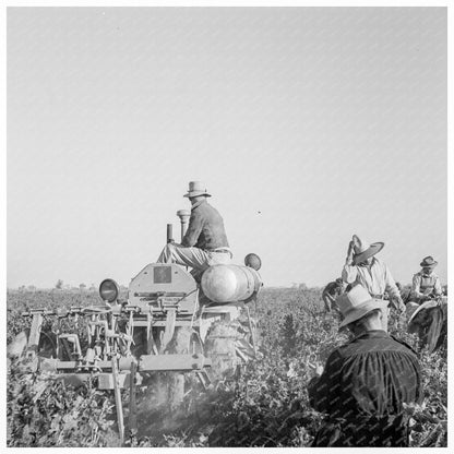 Carrot Digger in Imperial Valley February 1939 - Available at KNOWOL