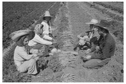 Carrot Harvesting by Workers in Yuma County 1942 - Available at KNOWOL