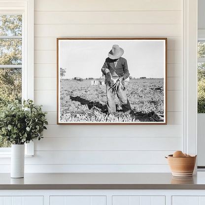 Carrot Harvesting in Imperial Valley California 1939 - Available at KNOWOL