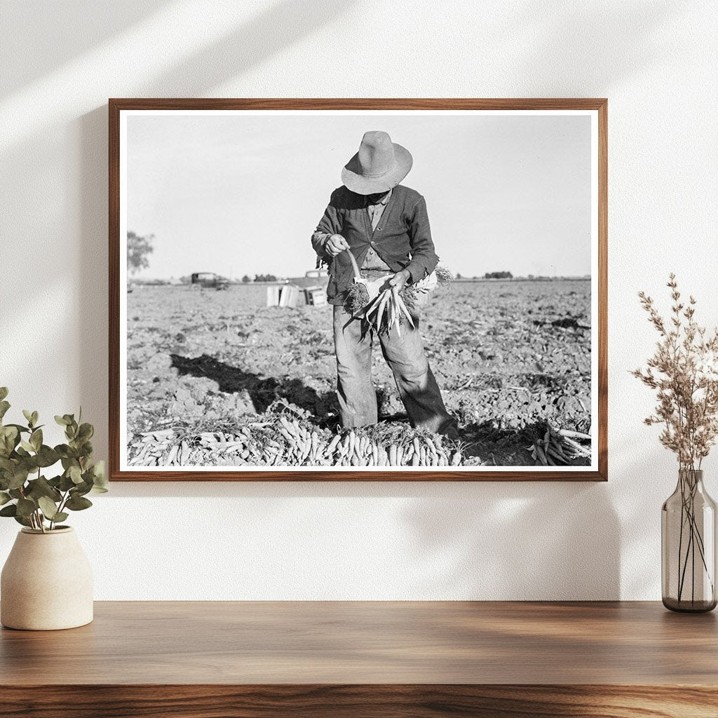 Carrot Harvesting in Imperial Valley California 1939 - Available at KNOWOL