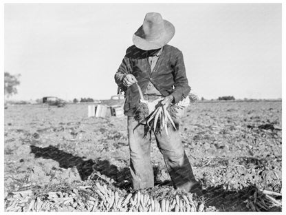 Carrot Harvesting in Imperial Valley California 1939 - Available at KNOWOL