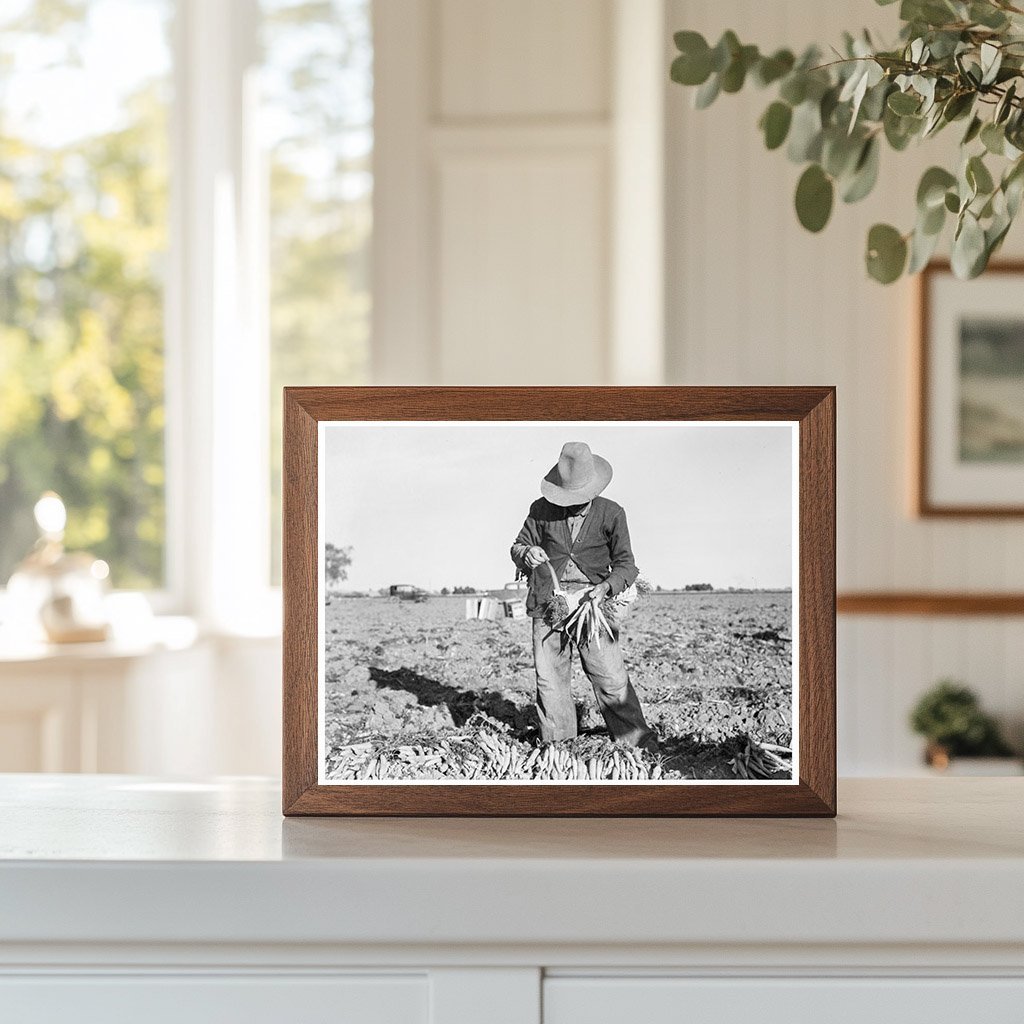 Carrot Harvesting in Imperial Valley California 1939 - Available at KNOWOL