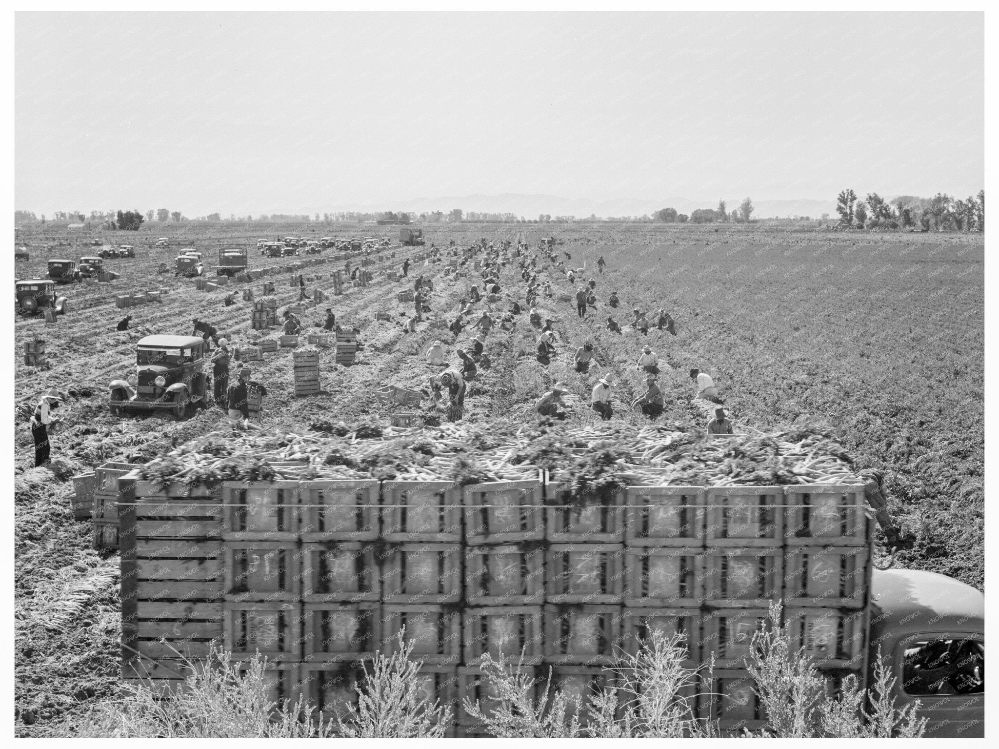 Carrot Harvesting in Imperial Valley February 1939 - Available at KNOWOL