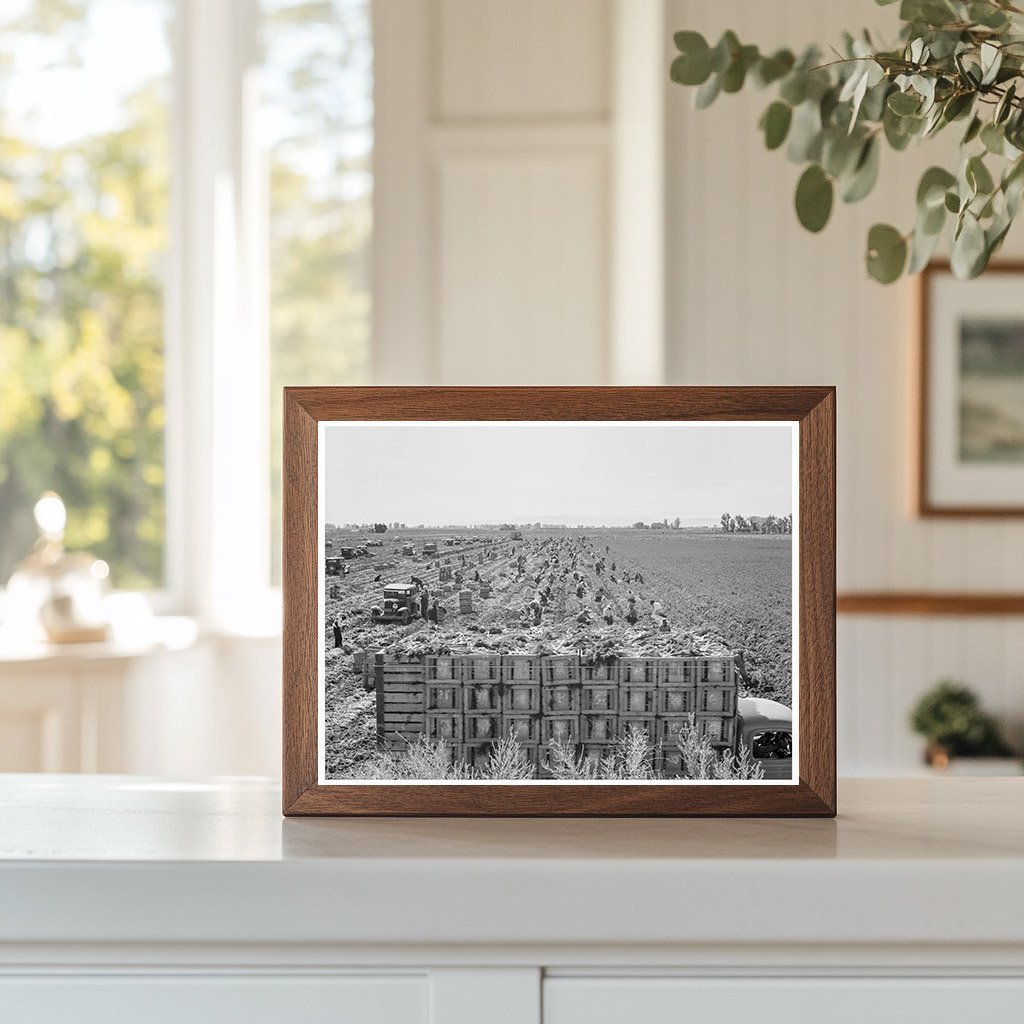 Carrot Harvesting in Imperial Valley February 1939 - Available at KNOWOL