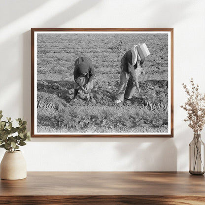 Carrot Harvesting in Santa Maria Texas February 1939 - Available at KNOWOL