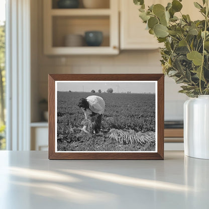 Carrot Harvesting in Yuma County Arizona February 1942 - Available at KNOWOL