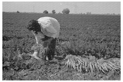 Carrot Harvesting in Yuma County Arizona February 1942 - Available at KNOWOL