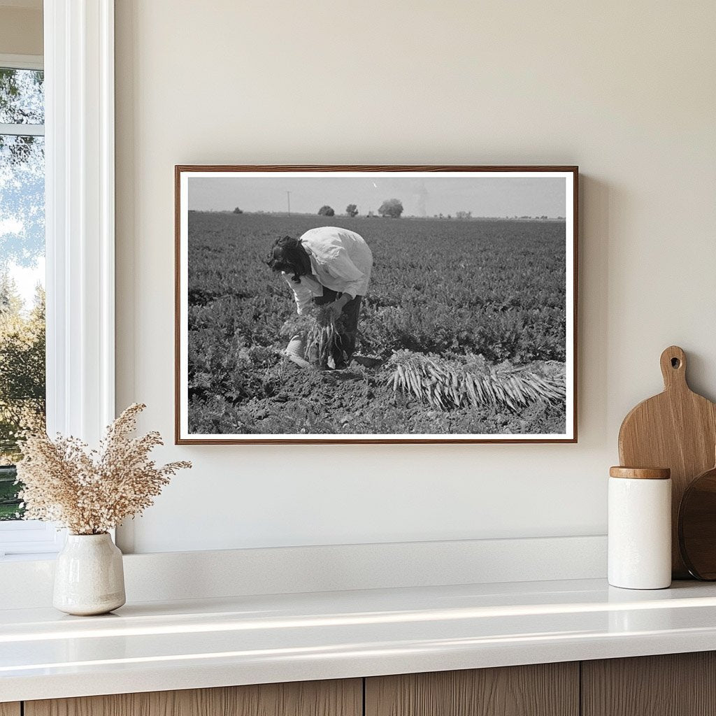 Carrot Harvesting in Yuma County Arizona February 1942 - Available at KNOWOL