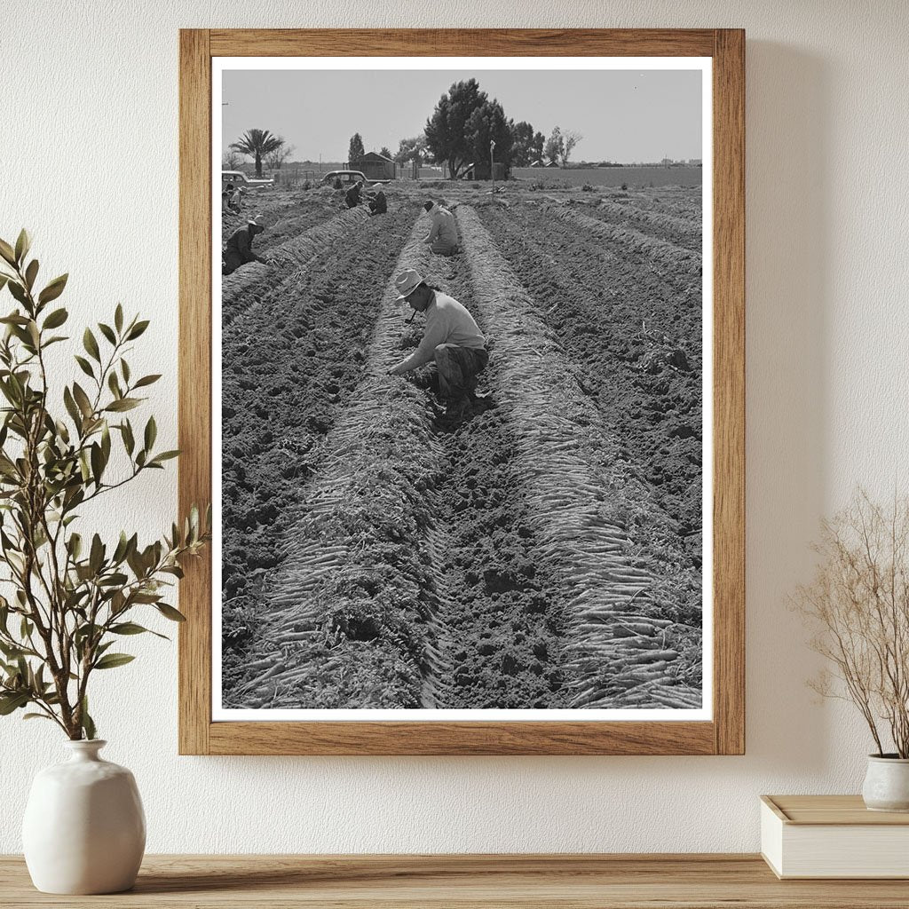 Carrot Harvesting in Yuma County Arizona March 1942 - Available at KNOWOL