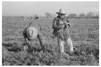 Carrot Harvesting Laborers in Santa Maria Texas 1939 - Available at KNOWOL