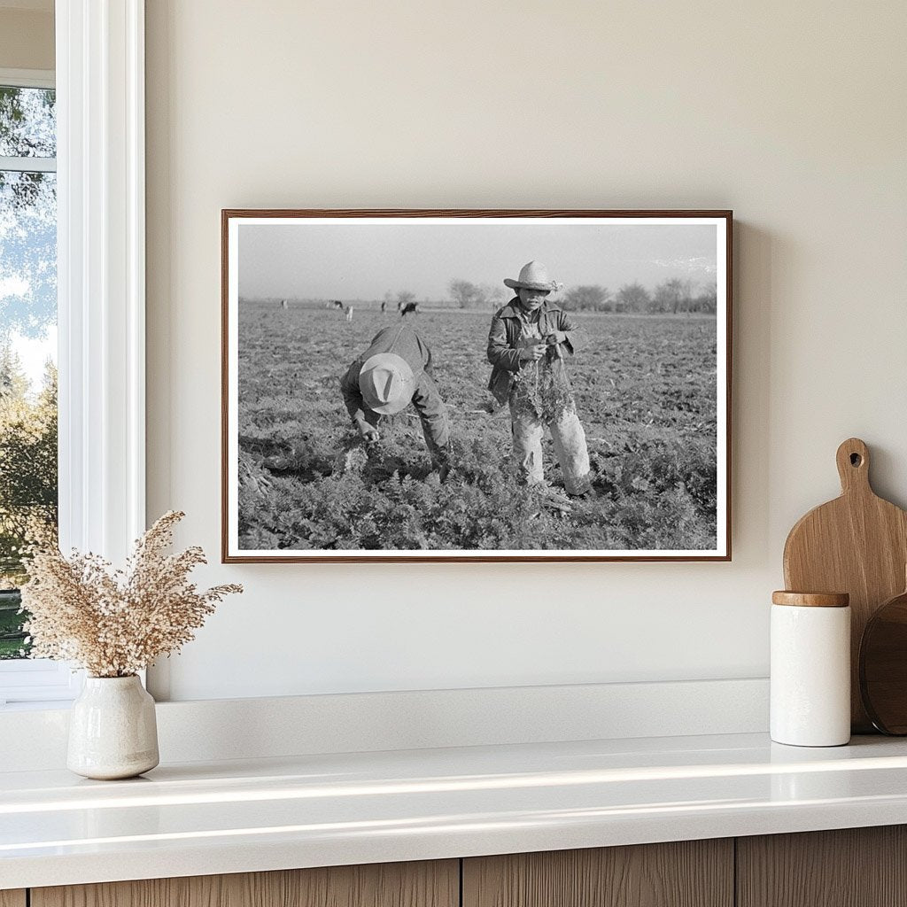 Carrot Harvesting Laborers in Santa Maria Texas 1939 - Available at KNOWOL