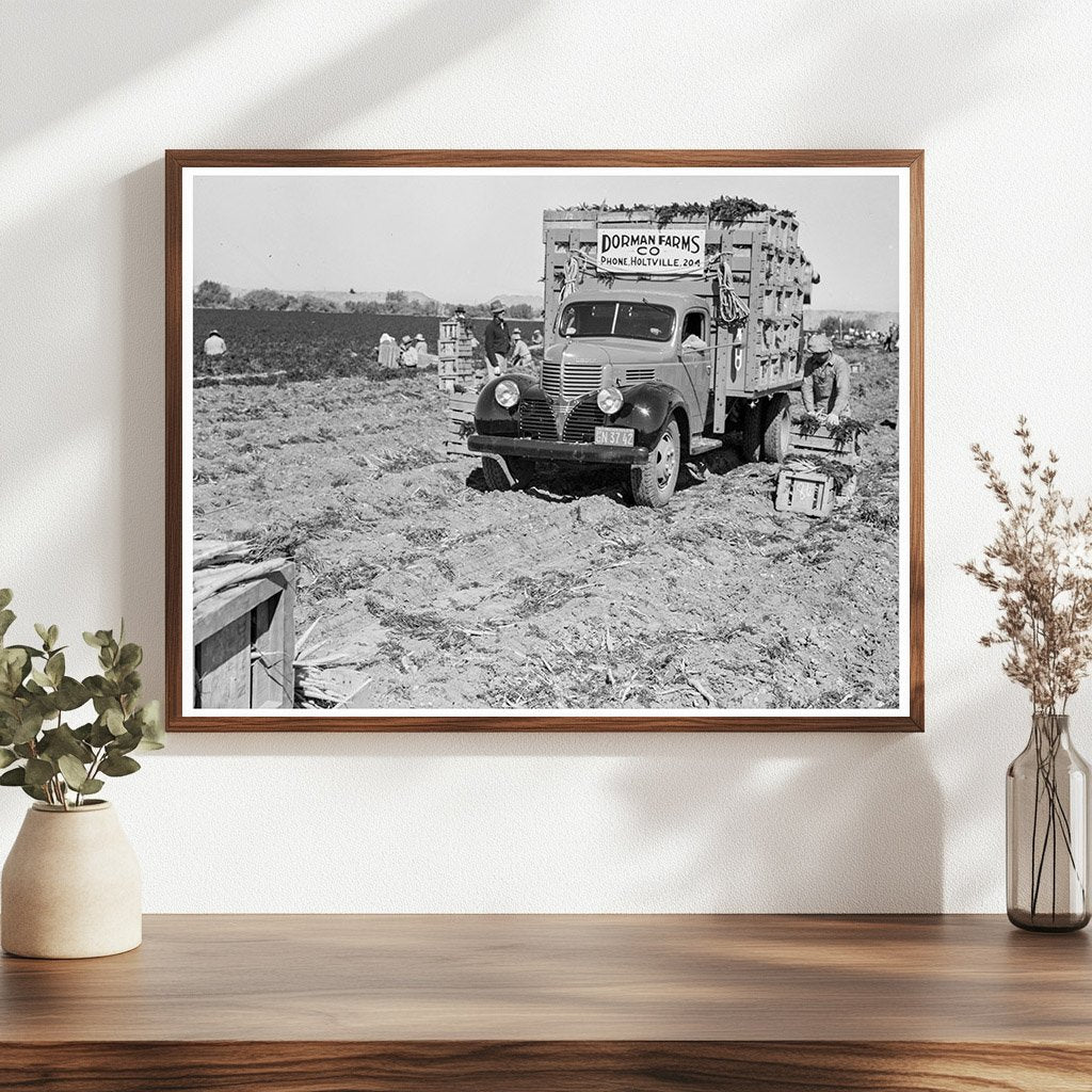 Carrot Loading in Holtville California 1939 - Available at KNOWOL