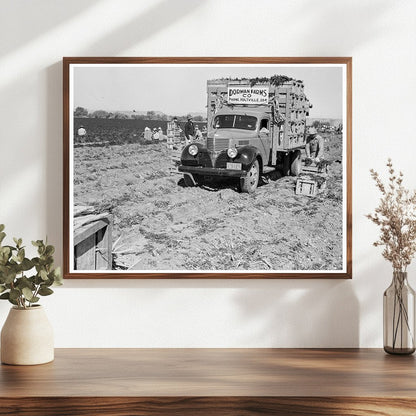 Carrot Loading in Holtville California 1939 - Available at KNOWOL