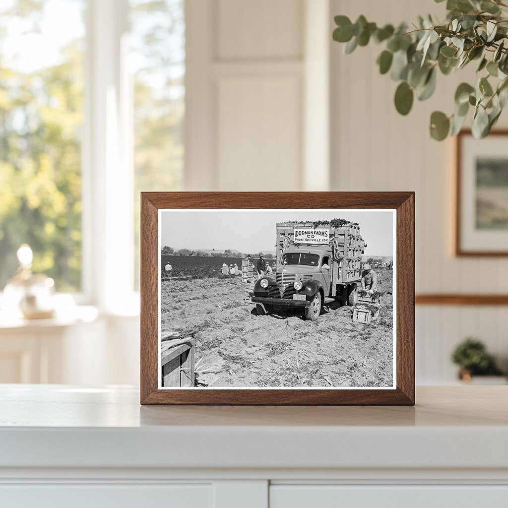 Carrot Loading in Holtville California 1939 - Available at KNOWOL