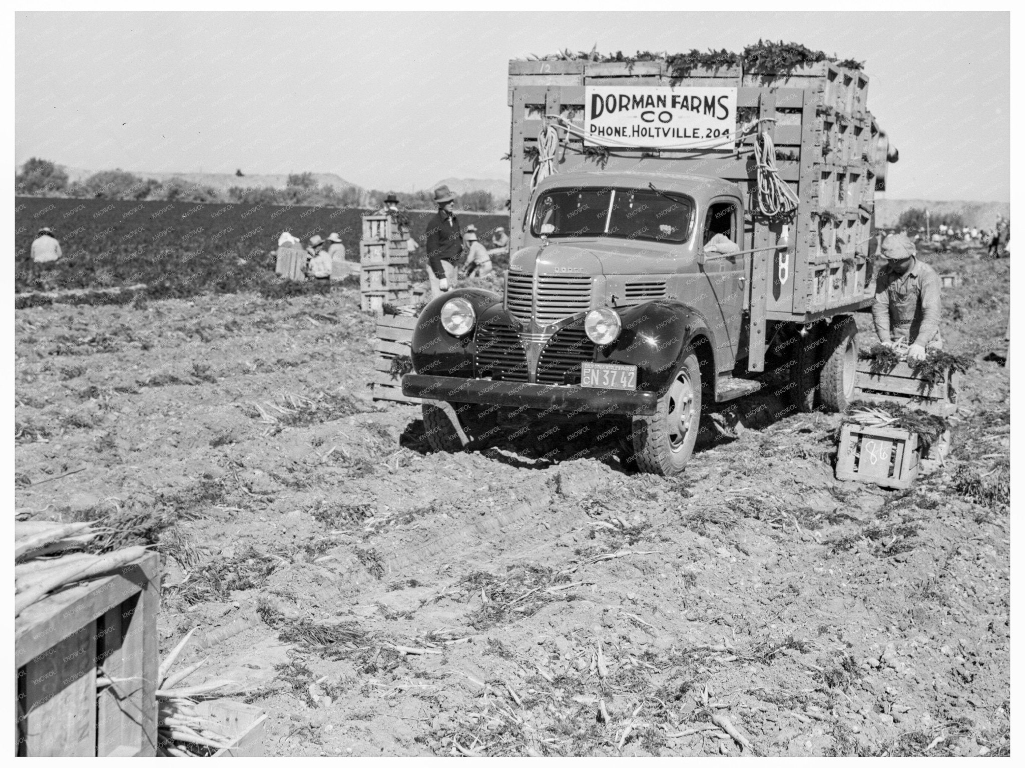 Carrot Loading in Holtville California 1939 - Available at KNOWOL