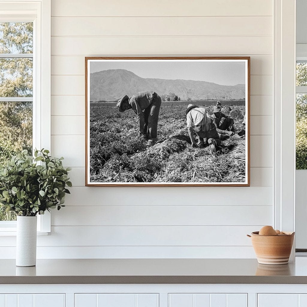 Carrot Pickers in Coachella Valley February 1937 - Available at KNOWOL