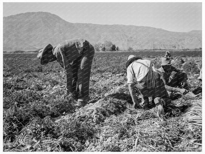 Carrot Pickers in Coachella Valley February 1937 - Available at KNOWOL