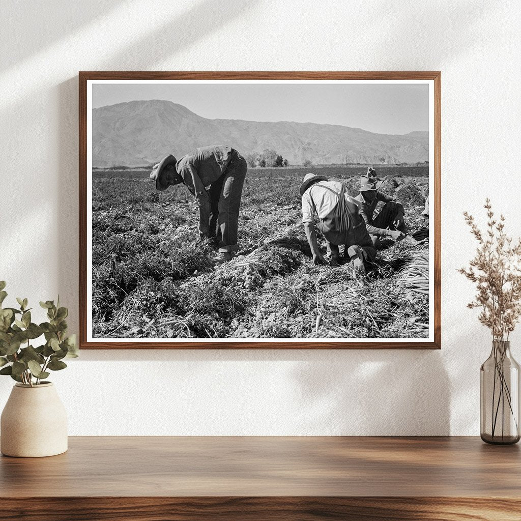 Carrot Pickers in Coachella Valley February 1937 - Available at KNOWOL