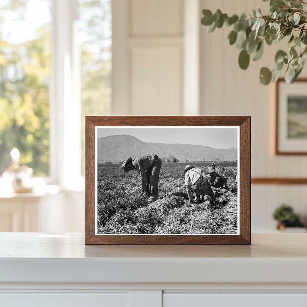 Carrot Pickers in Coachella Valley February 1937 - Available at KNOWOL