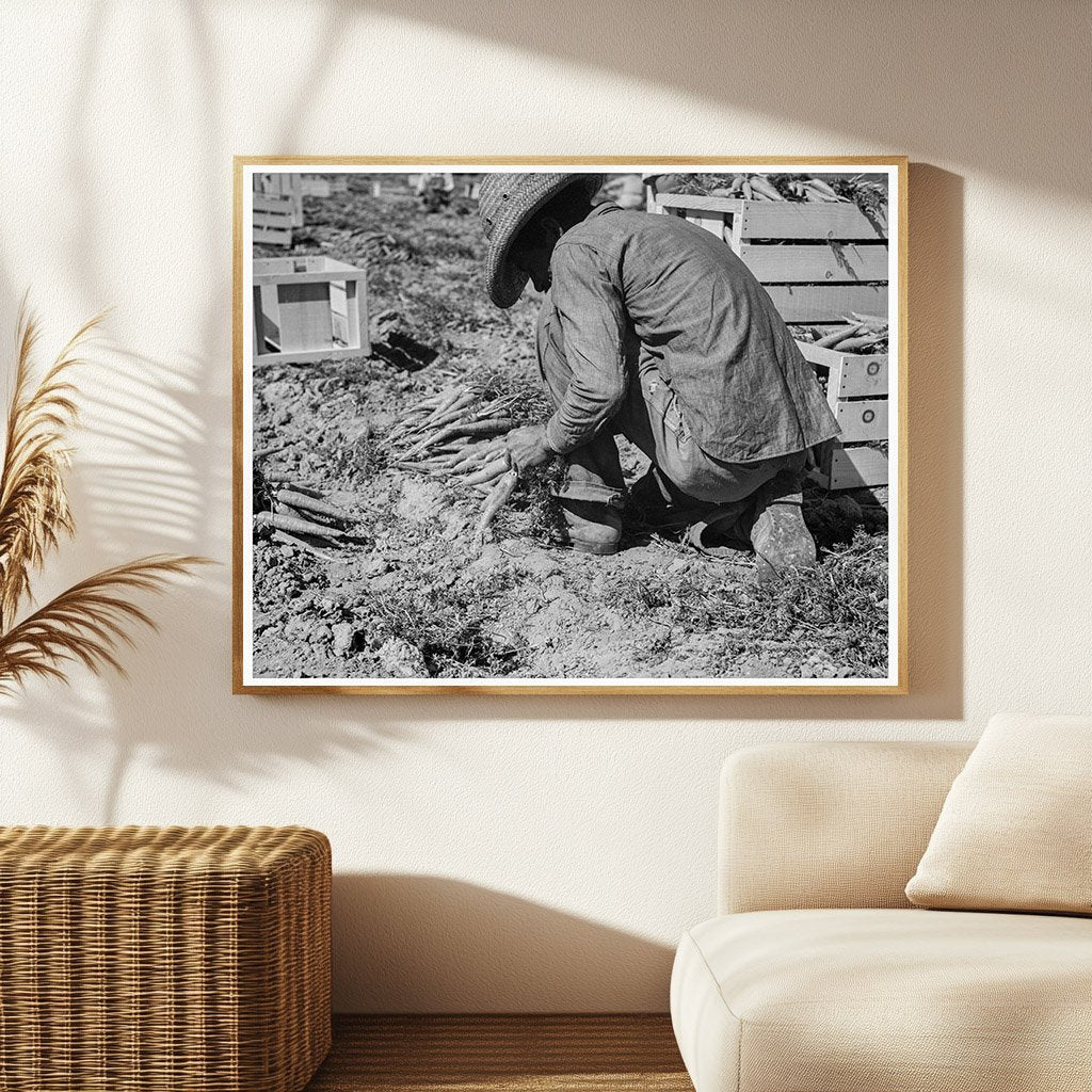 Carrot Puller in Coachella Valley California 1937 - Available at KNOWOL