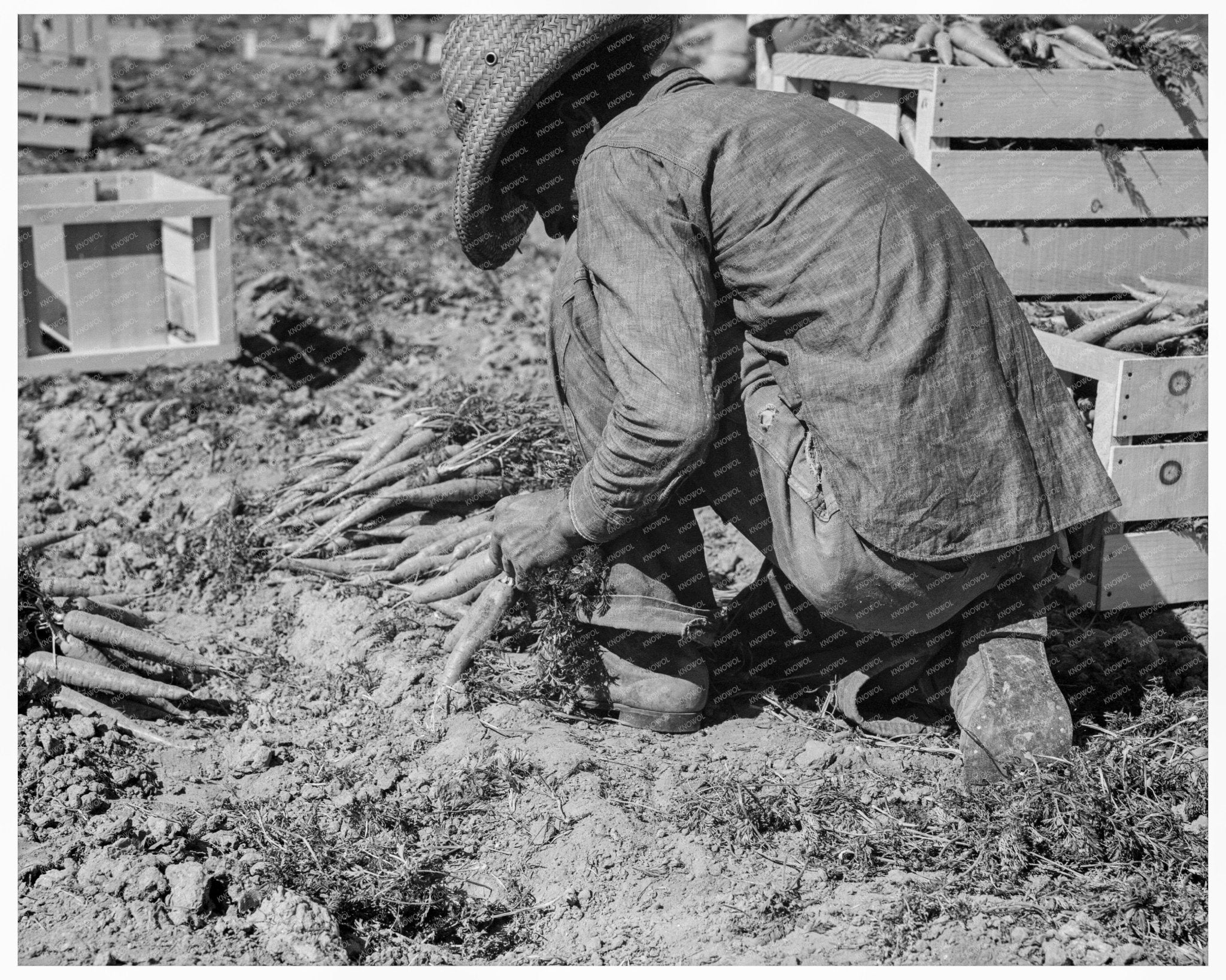 Carrot Puller in Coachella Valley California 1937 - Available at KNOWOL