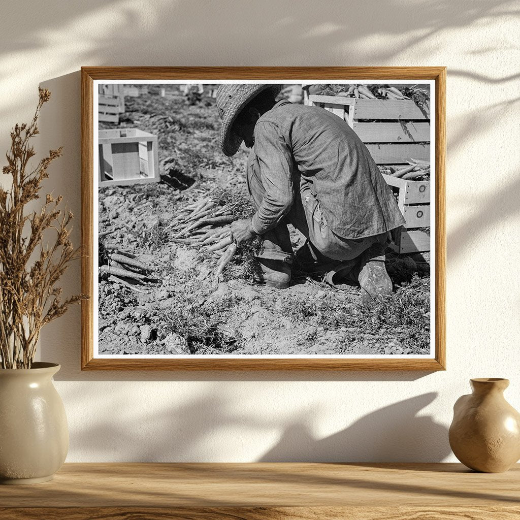 Carrot Puller in Coachella Valley California 1937 - Available at KNOWOL