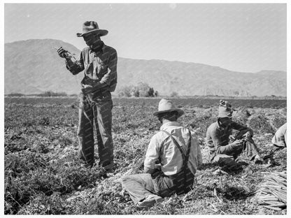 Carrot Pullers in Coachella Valley 1937 - Available at KNOWOL