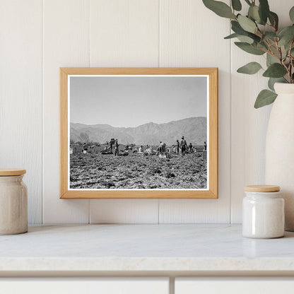 Carrot Pullers in Coachella Valley 1937 Vintage Photo - Available at KNOWOL