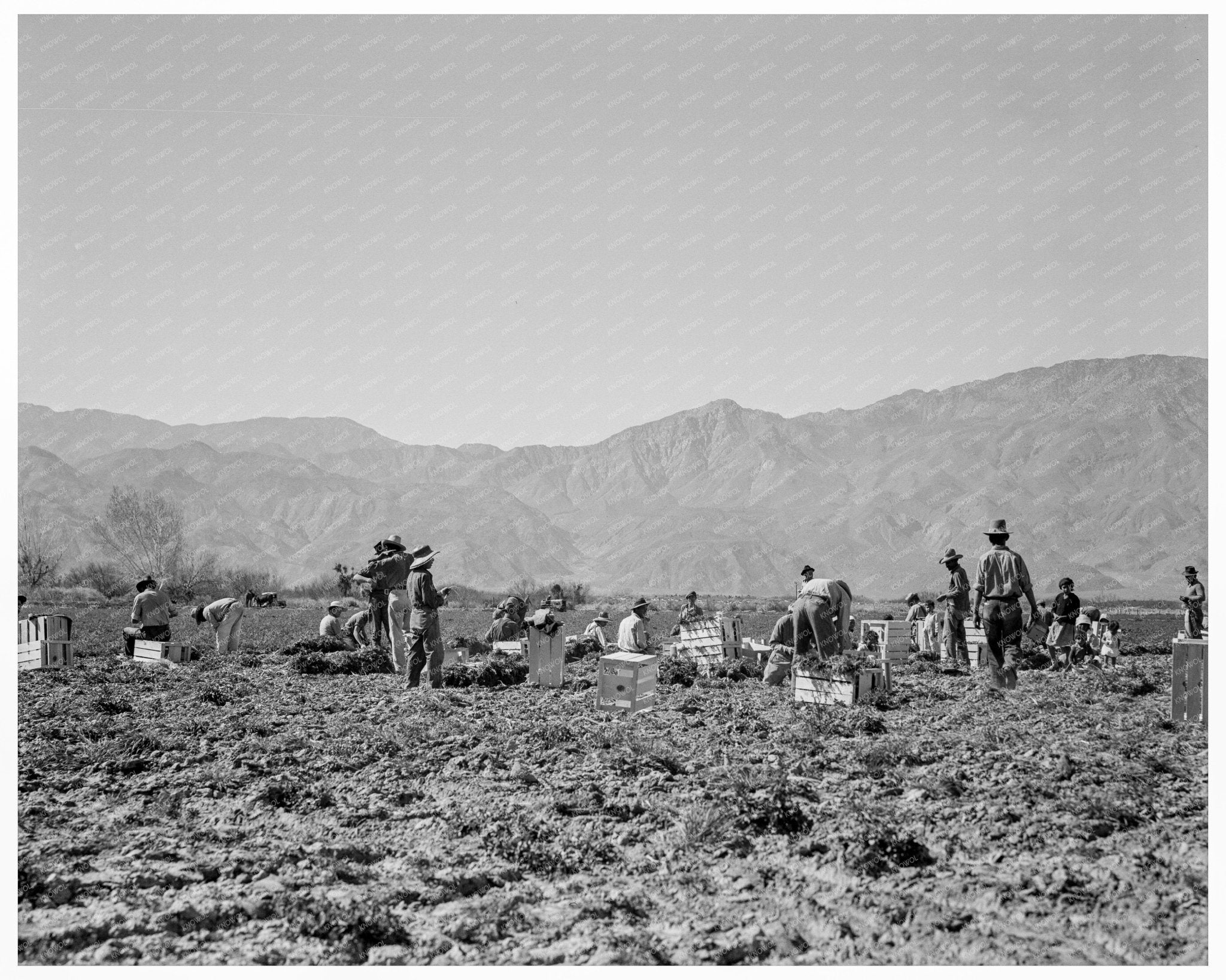 Carrot Pullers in Coachella Valley 1937 Vintage Photo - Available at KNOWOL