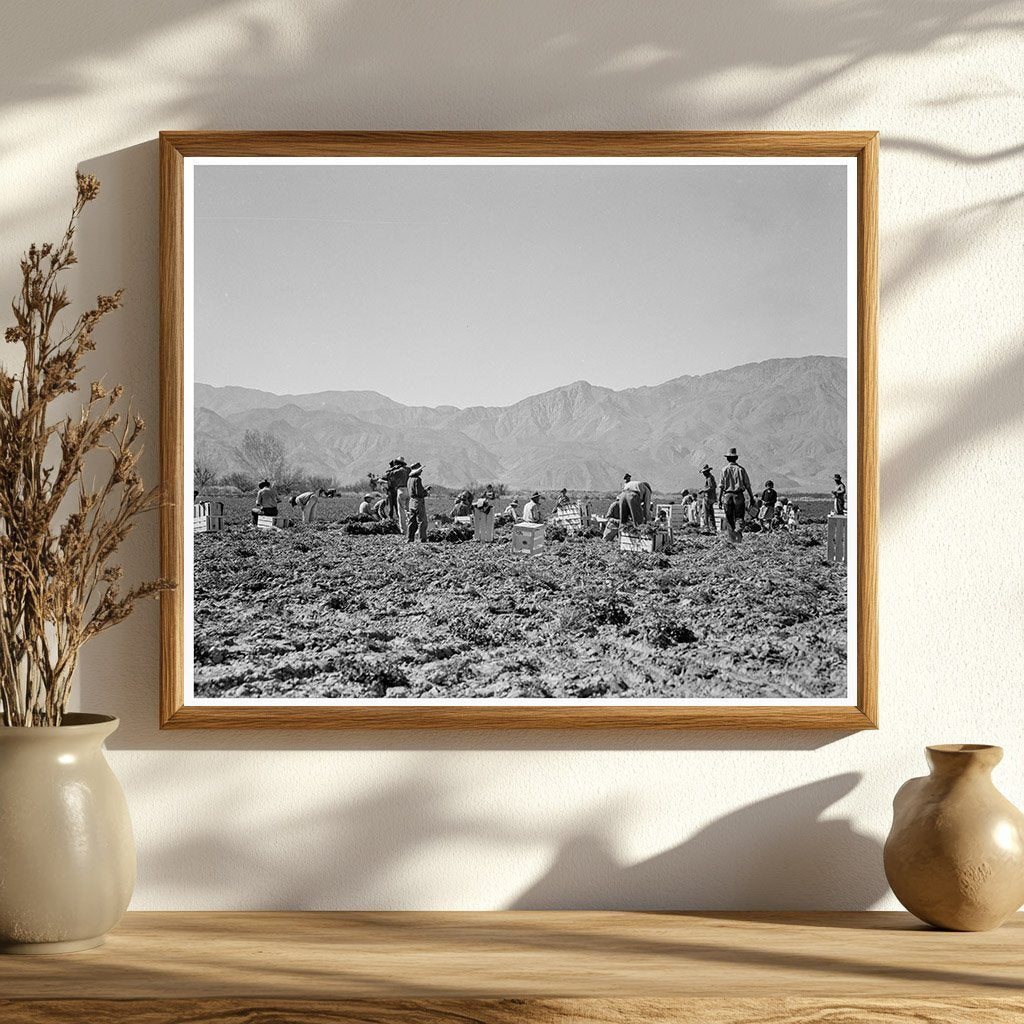 Carrot Pullers in Coachella Valley 1937 Vintage Photo - Available at KNOWOL