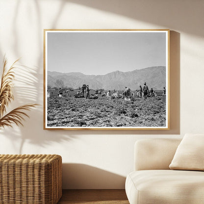 Carrot Pullers in Coachella Valley 1937 Vintage Photo - Available at KNOWOL