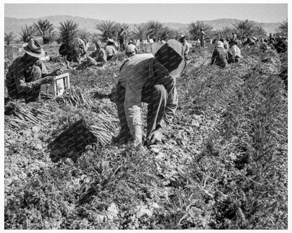 Carrot Pullers in Coachella Valley California 1937 - Available at KNOWOL