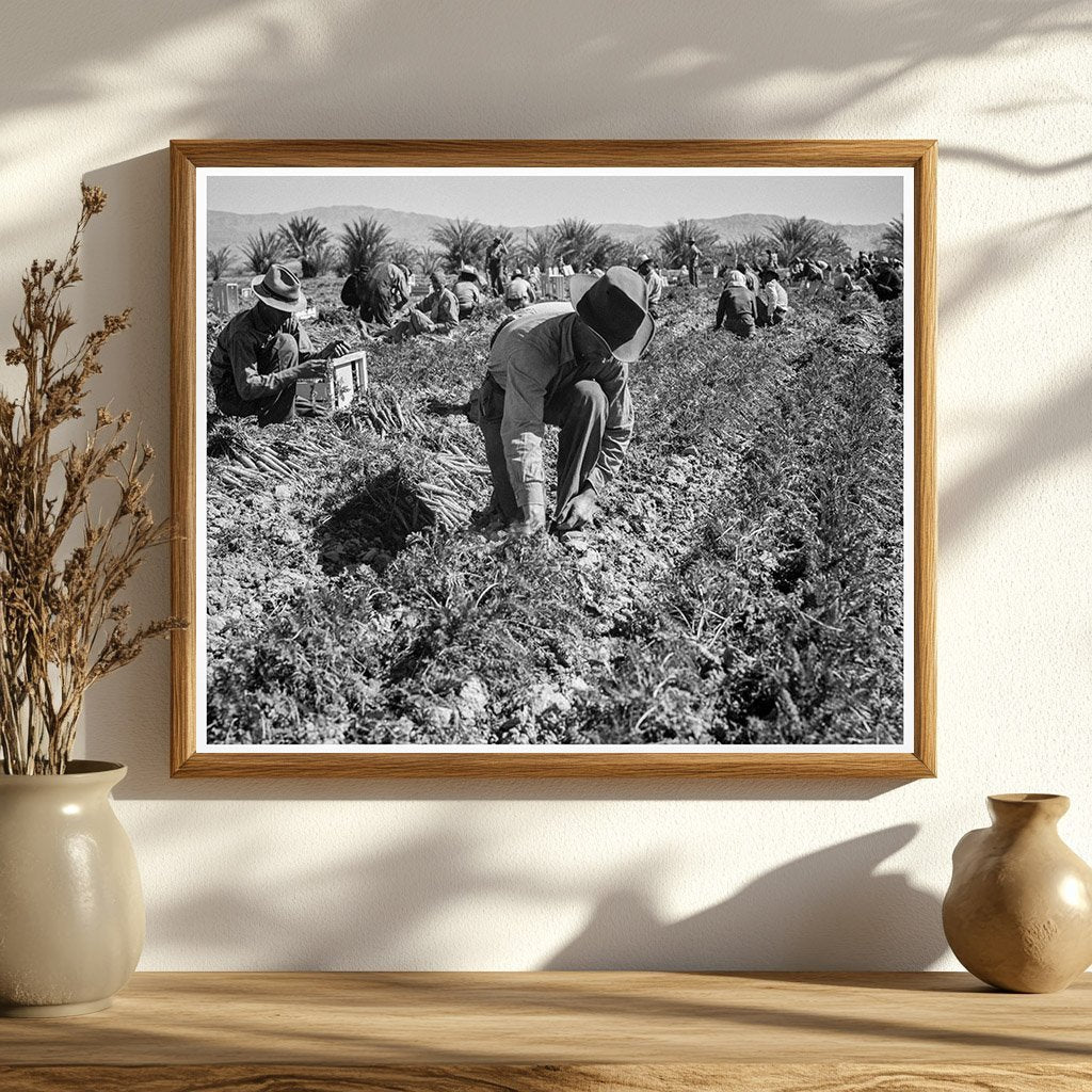 Carrot Pullers in Coachella Valley California 1937 - Available at KNOWOL