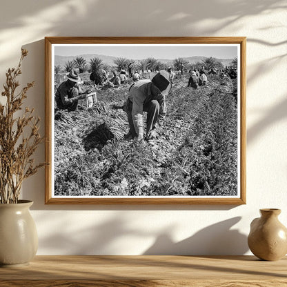 Carrot Pullers in Coachella Valley California 1937 - Available at KNOWOL