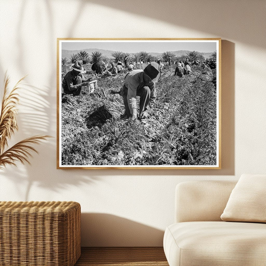 Carrot Pullers in Coachella Valley California 1937 - Available at KNOWOL