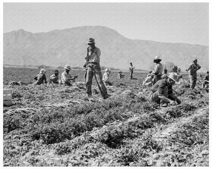 Carrot Pullers in Coachella Valley February 1937 - Available at KNOWOL