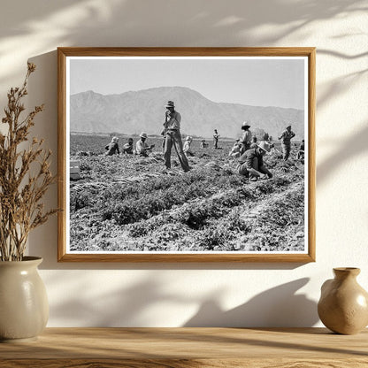 Carrot Pullers in Coachella Valley February 1937 - Available at KNOWOL