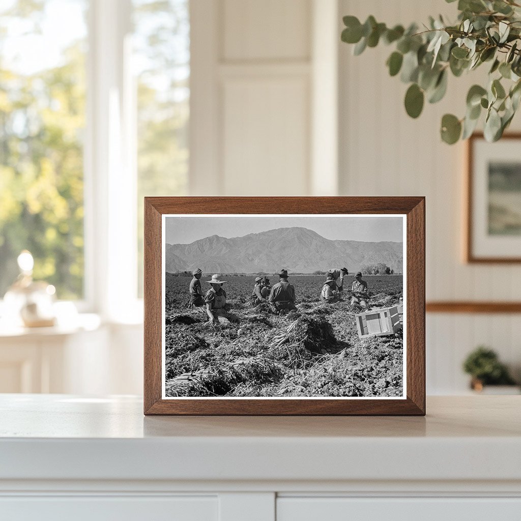 Carrot Pullers in Coachella Valley March 1937 - Available at KNOWOL