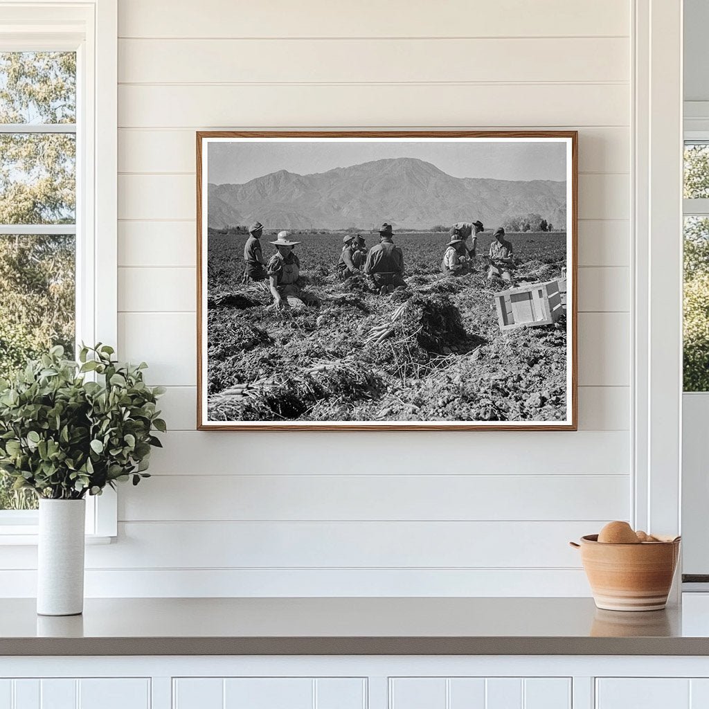 Carrot Pullers in Coachella Valley March 1937 - Available at KNOWOL