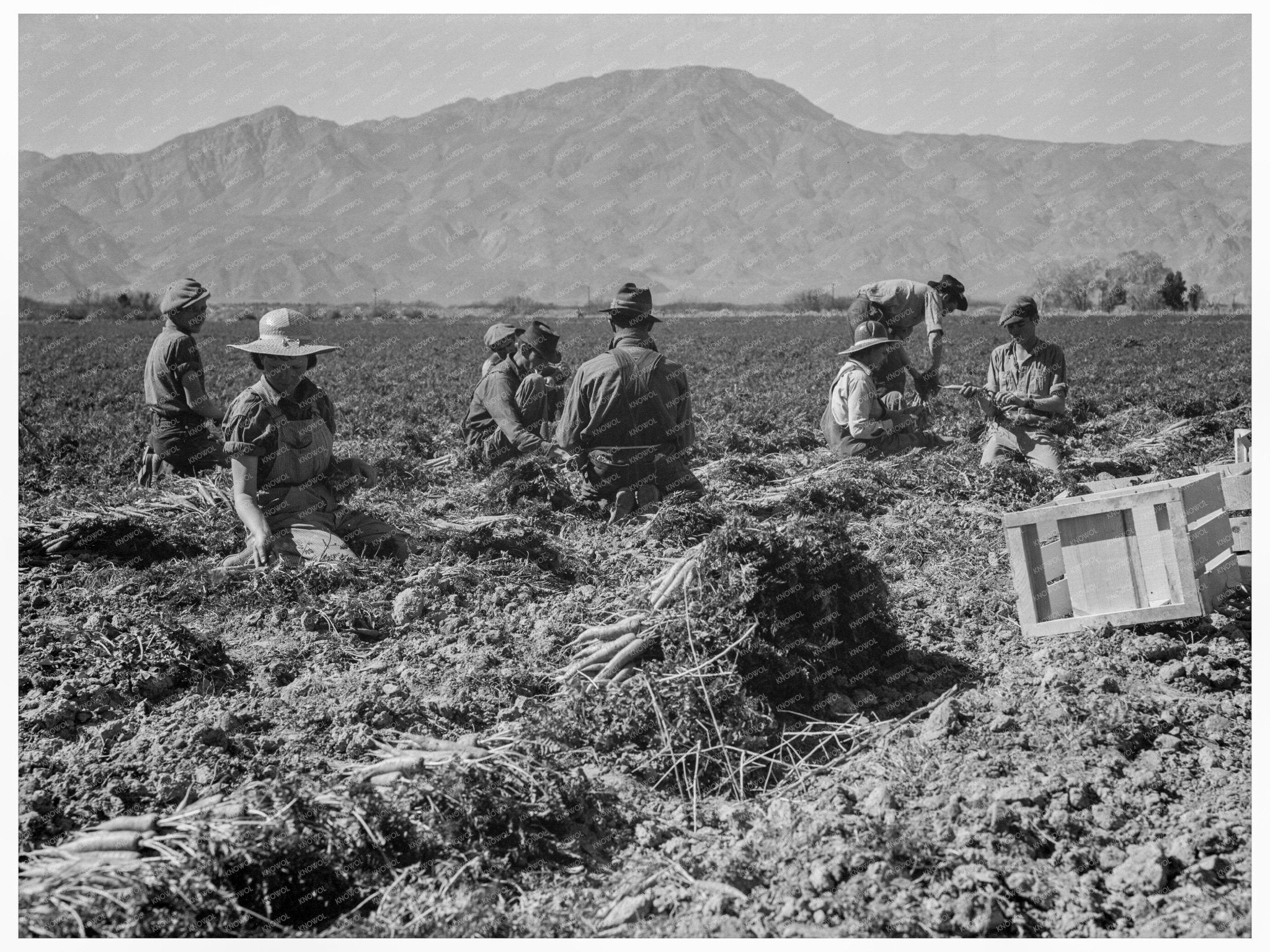 Carrot Pullers in Coachella Valley March 1937 - Available at KNOWOL