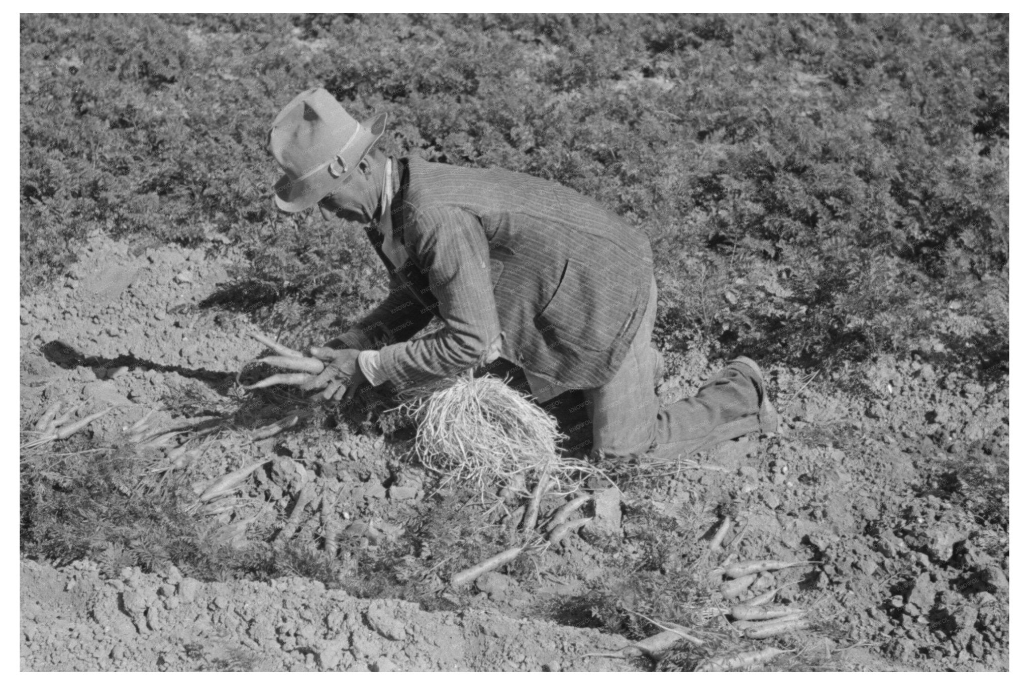 Carrot Pullers in Edinburg Texas February 1939 - Available at KNOWOL