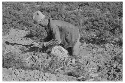 Carrot Pullers in Edinburg Texas February 1939 - Available at KNOWOL