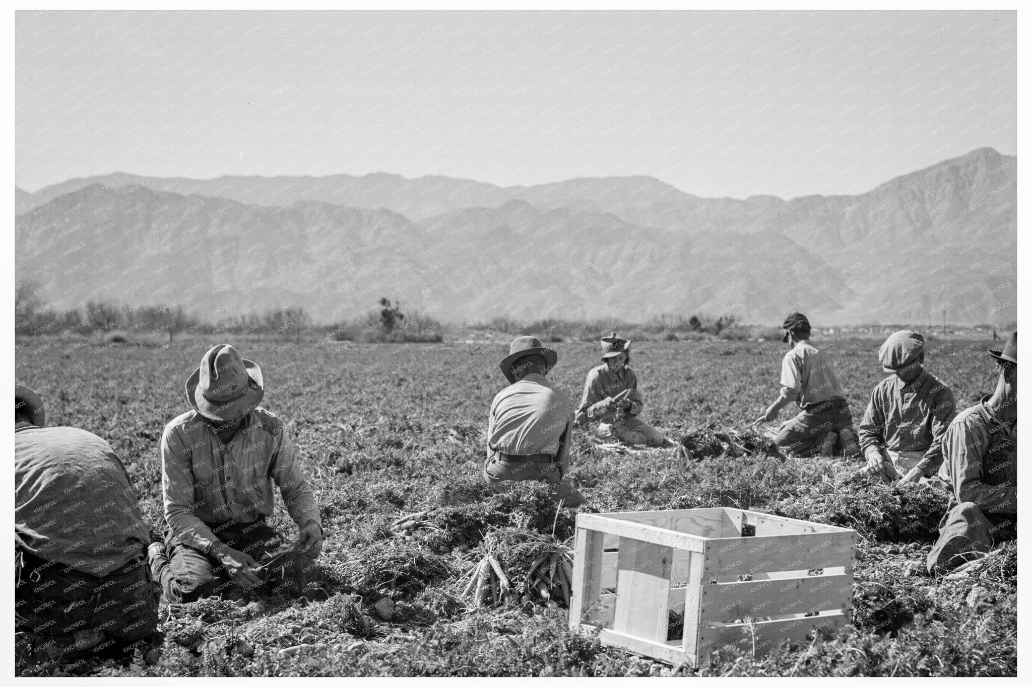 Carrot Pullers Working in California February 1937 - Available at KNOWOL