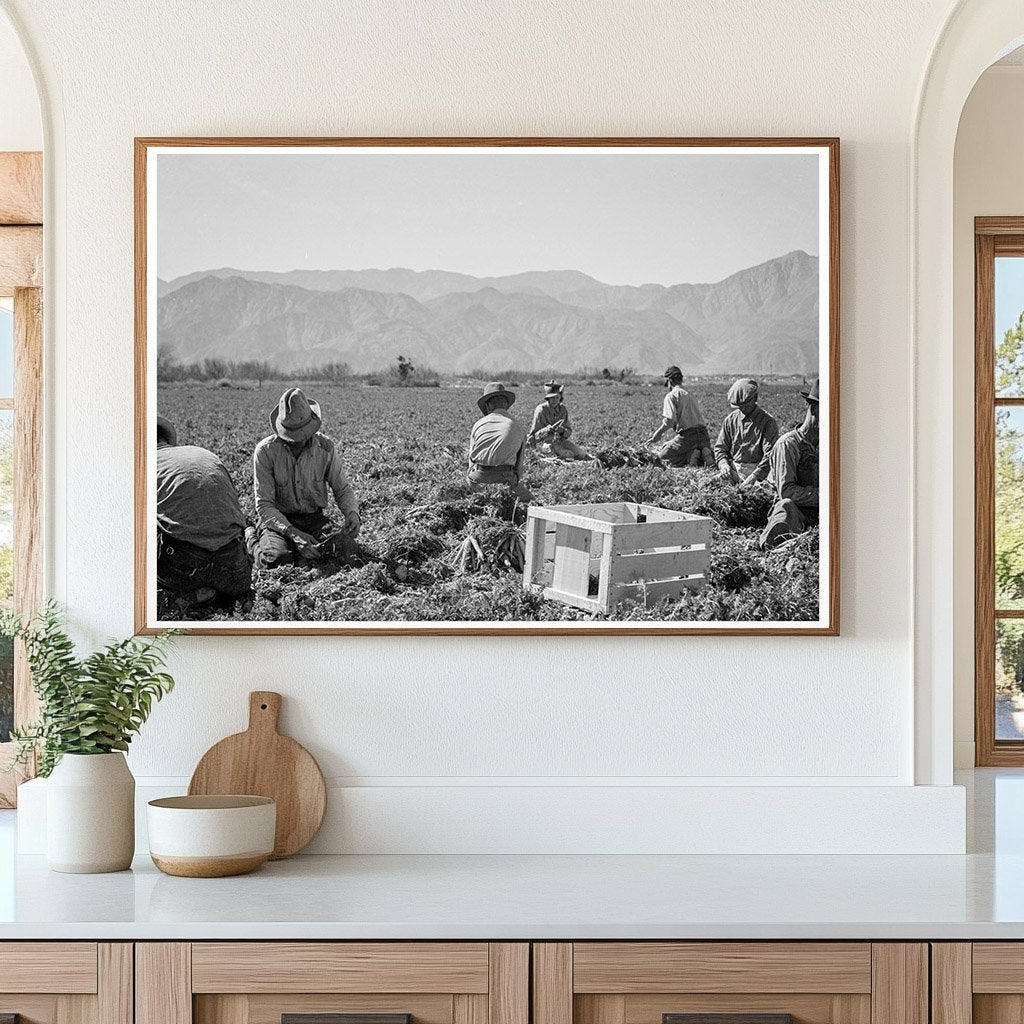 Carrot Pullers Working in California February 1937 - Available at KNOWOL